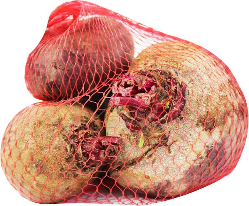 Frische Rote Beete BIO (ca. 1 kg)