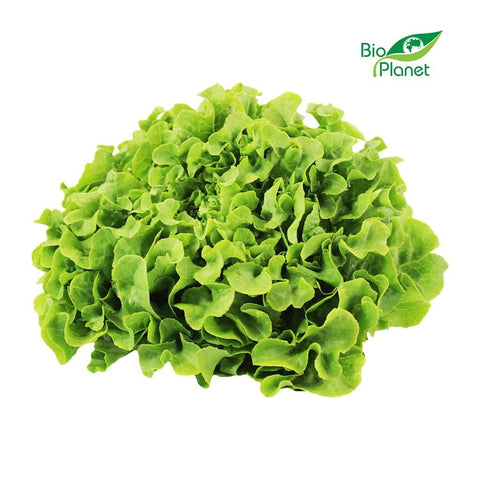 Vente laitue verte de chêne fraîche BIO (Polonaise) (env. 250g)